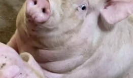 小胖猪是谁爆料的视频啊,独家爆料视频背后的故事