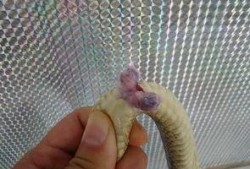 蛇与鞭 在线观看,惊悚悬疑，探寻人性深渊的在线观影之旅